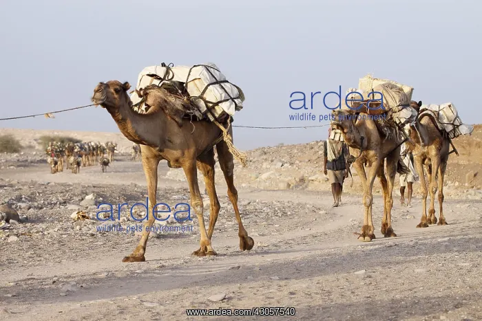 : Transport salt lake Karoum Ethiopia Danakil Depression : Transport salt lake Karoum Ethiopia Danakil Depression