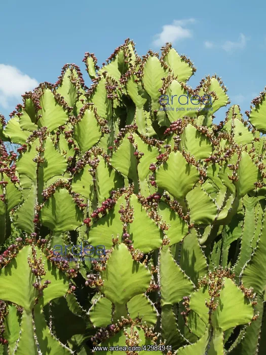 : Transvaal Candelabra Euphorbia : Transvaal Candelabra Euphorbia