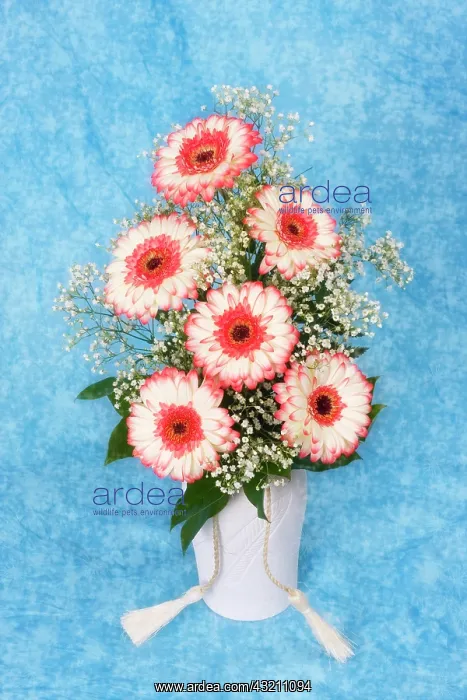 : Transvaal daisies (Gerbera) in a vase : Transvaal daisies (Gerbera) in a vase