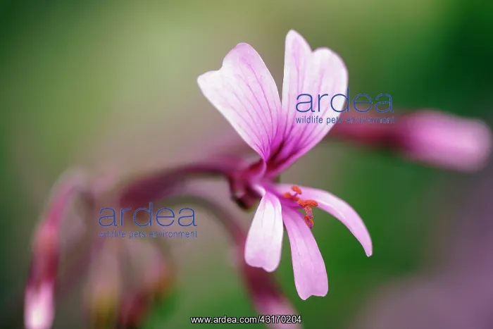 : Transvaal perlagonium, Pelargonium transvaalense : Transvaal perlagonium, Pelargonium transvaalense