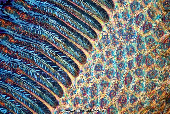 : Transversal cut of a horse hoof : Transversal cut of a horse hoof