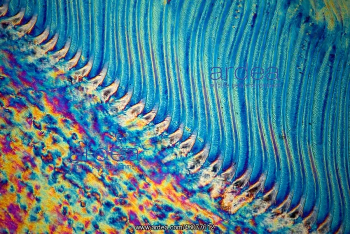 : Transversal cut of an ox hoof : Transversal cut of an ox hoof