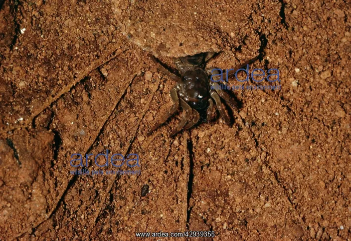 : Trap-door / Trapdoor Spider - in cave : Trap-door / Trapdoor Spider - in cave
