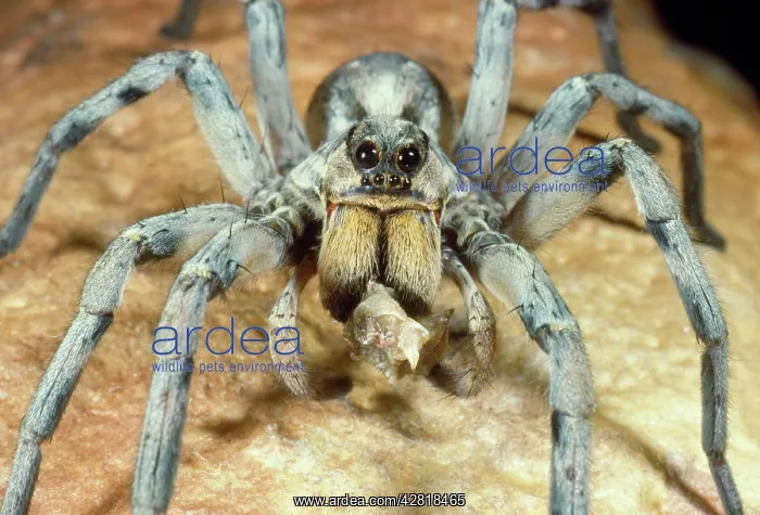 : Trap-door / Trapdoor Spider - eating prey (Grasshopper) : Trap-door / Trapdoor Spider - eating prey (Grasshopper)