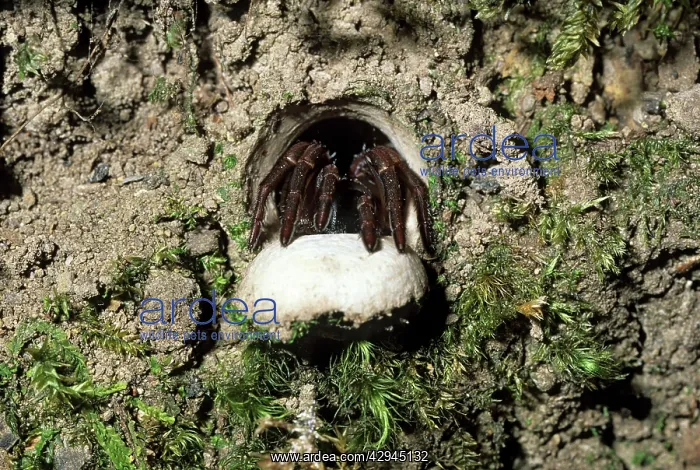 : Trap-door / Trapdoor Spider ready to pounce on passing prey : Trap-door / Trapdoor Spider ready to pounce on passing prey