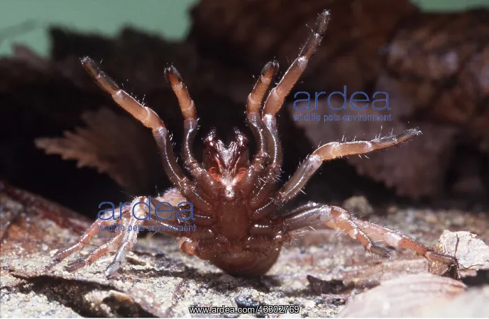 : Trap-door / Trapdoor SPIDER - in threat posture : Trap-door / Trapdoor SPIDER - in threat posture