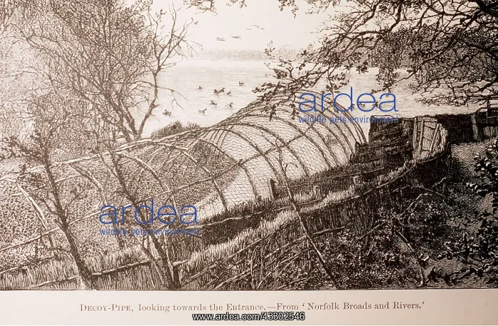 : TRAP Illustration - Duck decoy pipe - reprinted : TRAP Illustration - Duck decoy pipe - reprinted