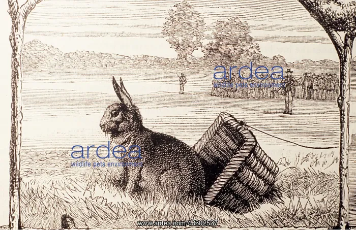  : TRAP Illustration - Shooting rabbits at Hurlingham