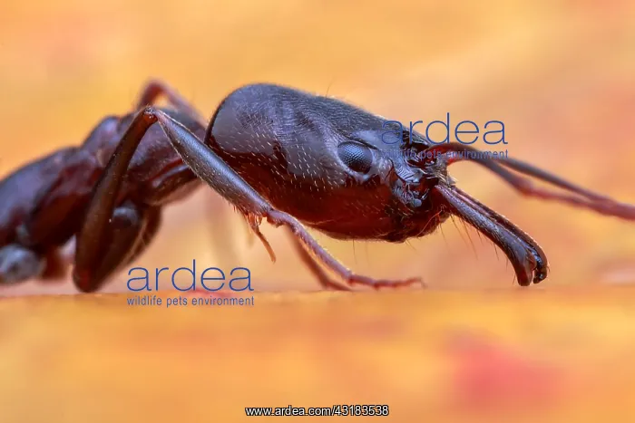 : Trap-jaw ant (Odontomachus simillimus) : Trap-jaw ant (Odontomachus simillimus)