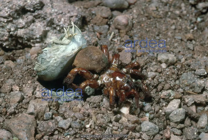 : Trapdoor Spider : Trapdoor Spider