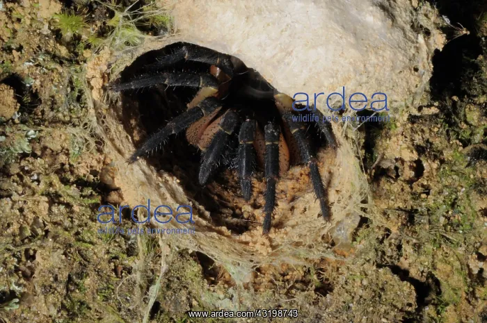 : Trapdoor spider : Trapdoor spider