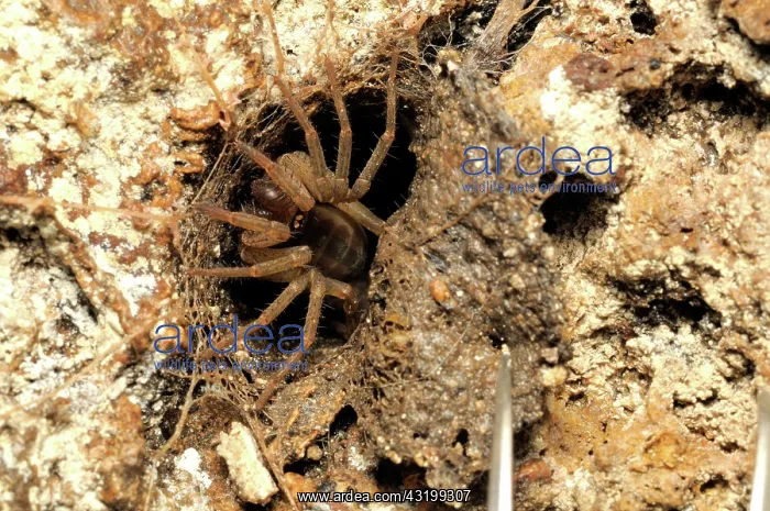 : Trapdoor Spider : Trapdoor Spider