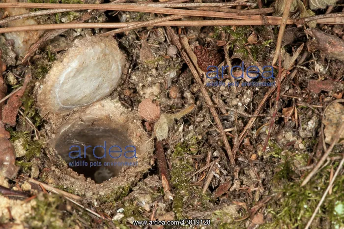  : Trapdoor Spider burrow
