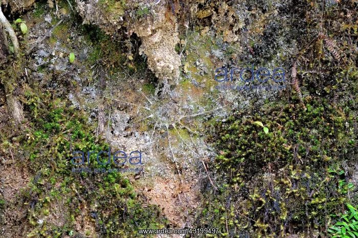 : Trapdoor Spider Burrow : Trapdoor Spider Burrow