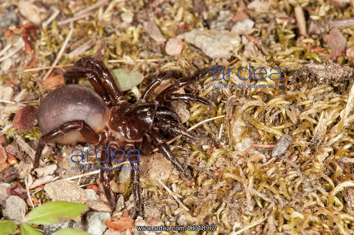  : Trapdoor Spider female