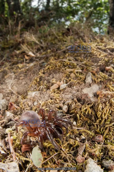 : Trapdoor Spider female