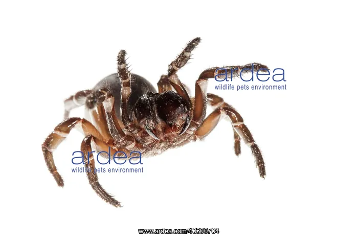 : Trapdoor Spider - female in defence posture on white : Trapdoor Spider - female in defence posture on white