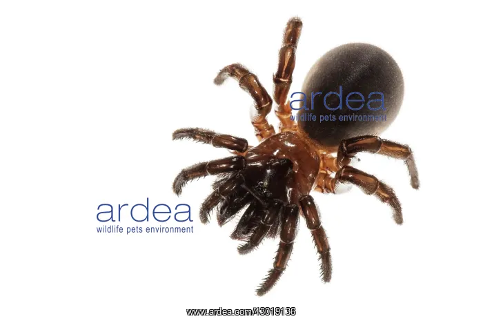 : Trapdoor Spider female on white background : Trapdoor Spider female on white background