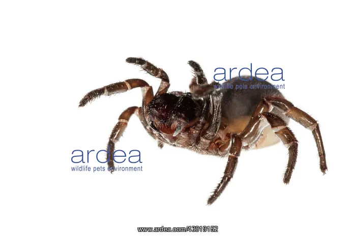 : Trapdoor Spider female on white background : Trapdoor Spider female on white background