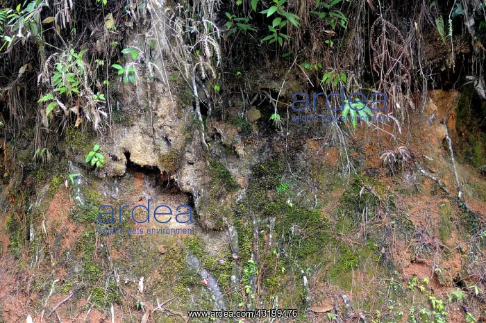  : Trapdoor Spider Habitat