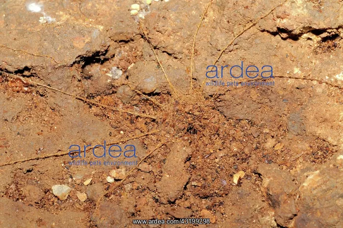 : Trapdoor Spider Nest : Trapdoor Spider Nest