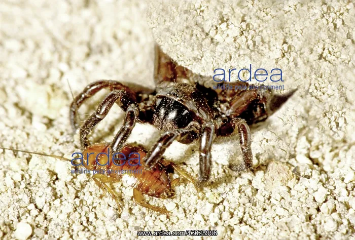 : Trapdoor Spider with prey : Trapdoor Spider with prey