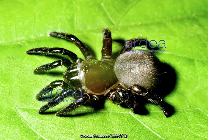 : Trapdoor Spider (Ummidia sp.) : Trapdoor Spider (Ummidia sp.)
