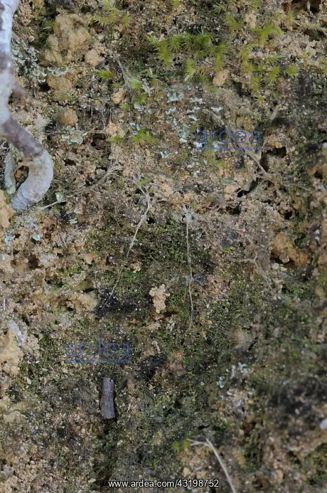: Trapdoor spider's door : Trapdoor spider's door