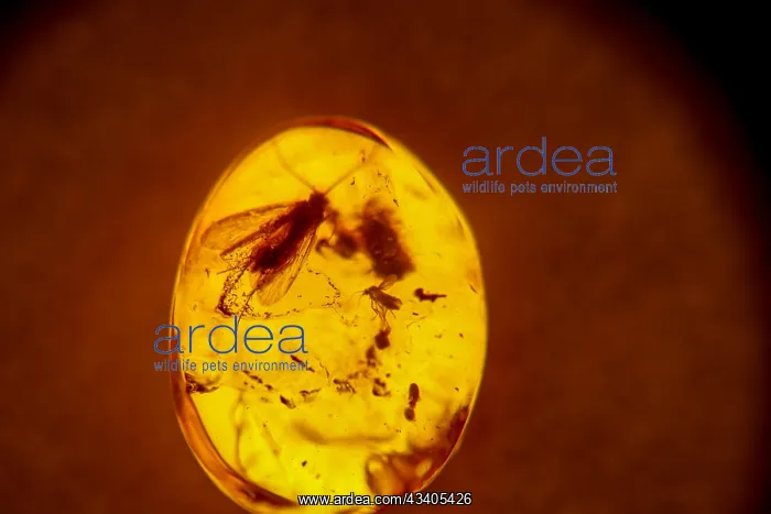 : The trapped insects are visible in a transilluminated amber : The trapped insects are visible in a transilluminated amber