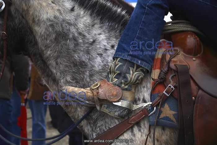 : Trappings of a knight who practices western riding : Trappings of a knight who practices western riding