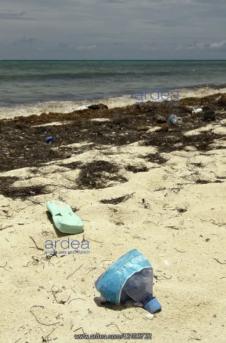 : Trash on the shore : Trash on the shore