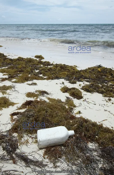  : Trash on the shore