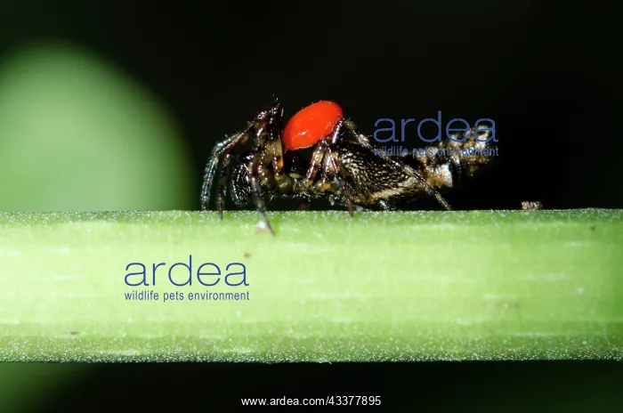 : Trashline Orbweaver with Long-legged Velvet Mite : Trashline Orbweaver with Long-legged Velvet Mite