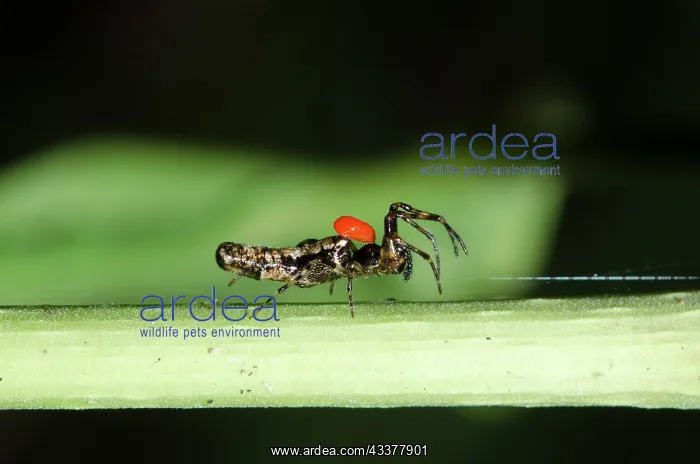 : Trashline Orbweaver with Long-legged Velvet Mite : Trashline Orbweaver with Long-legged Velvet Mite