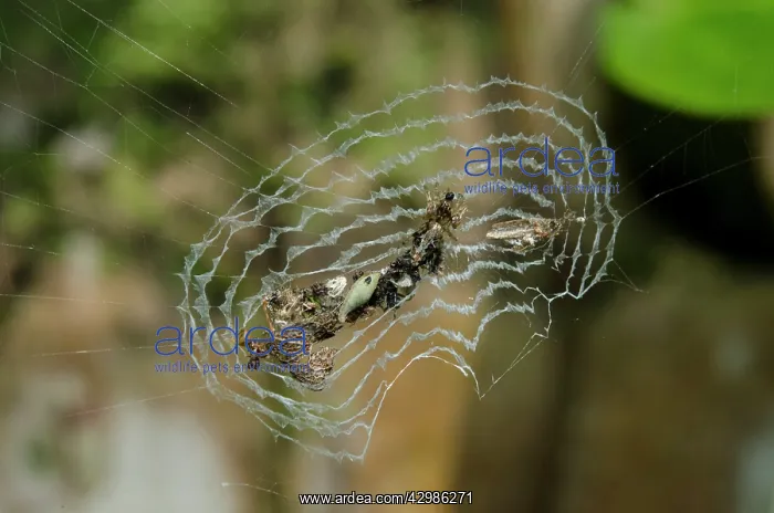: Trashline Orbweaver with unique web stabilimentum : Trashline Orbweaver with unique web stabilimentum