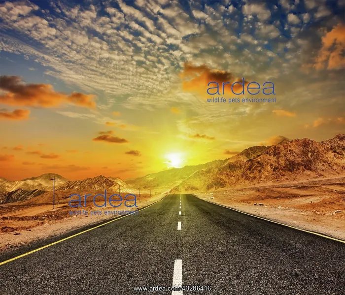: Travel forward concept background, road in Himal : Travel forward concept background, road in Himal