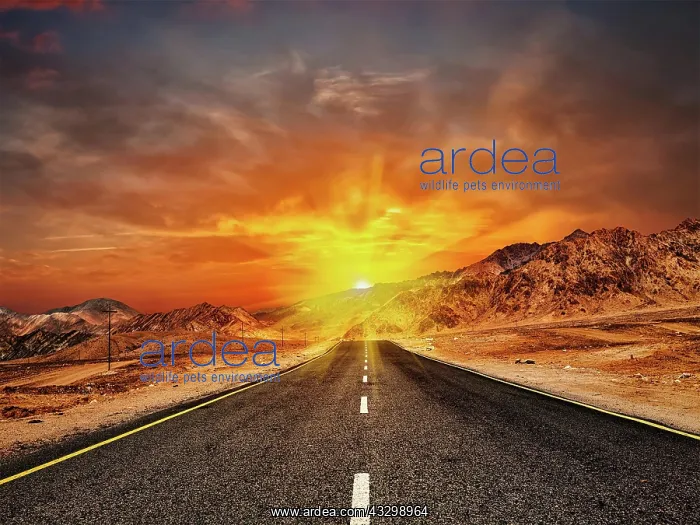 : Travel forward concept background, road in Himalayas : Travel forward concept background, road in Himalayas