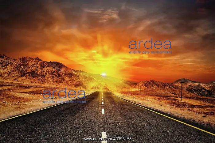 : Travel forward concept background, road in Himalayas : Travel forward concept background, road in Himalayas