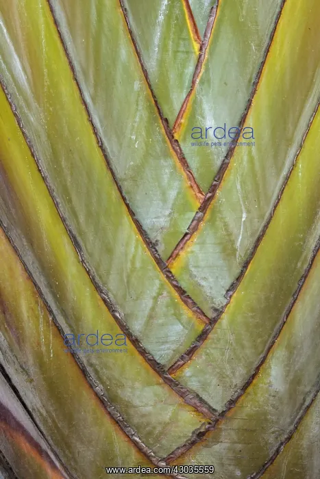 : Travelers Palm (Ravenala madagascariensis), detail : Travelers Palm (Ravenala madagascariensis), detail