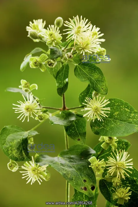: Traveller's-joy or Old man's beard - in flower : Traveller's-joy or Old man's beard - in flower