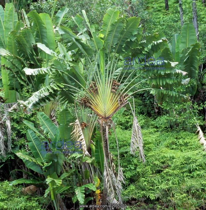 : Traveller's Palm : Traveller's Palm