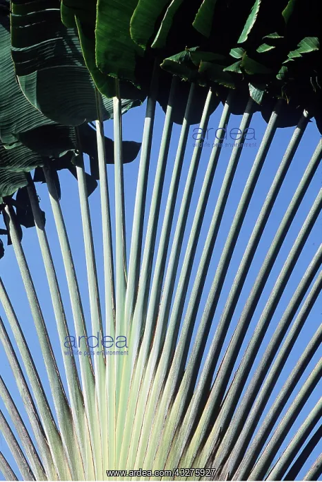: TRAVELLER'S PALM : TRAVELLER'S PALM