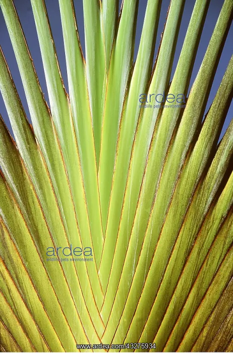 : TRAVELLERS PALM : TRAVELLERS PALM