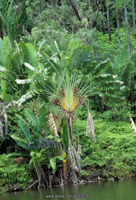 : TRAVELLER'S PALM BY WATER : TRAVELLER'S PALM BY WATER
