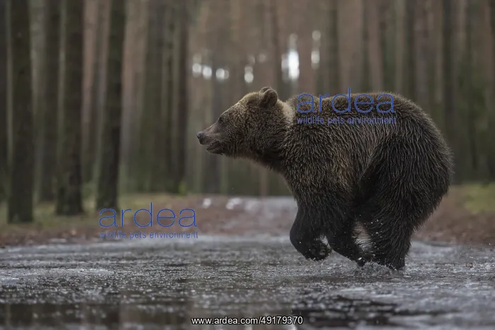 : Travelling in a hurry... European brown bear (Ursus arctos) : Travelling in a hurry... European brown bear (Ursus arctos)