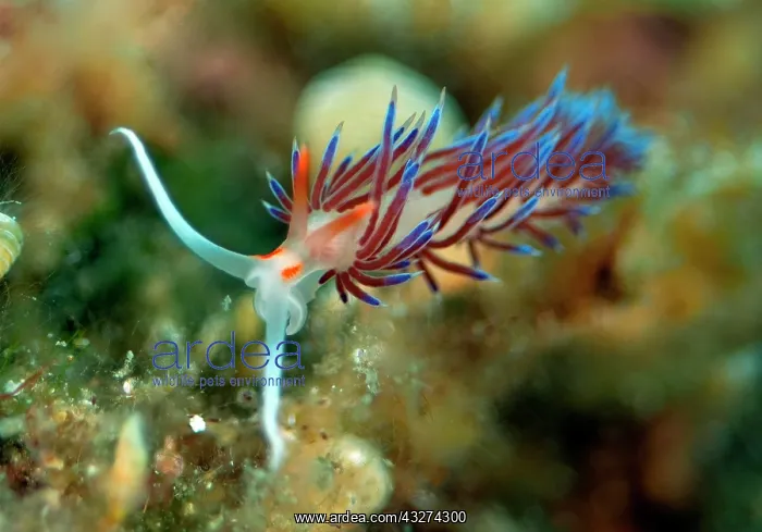 : Travelling thread snail (Cratena peregrina), Mediterranean : Travelling thread snail (Cratena peregrina), Mediterranean