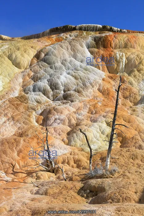 : Travertine Formations - Mammoth Hot Springs Yellowstone : Travertine Formations - Mammoth Hot Springs Yellowstone