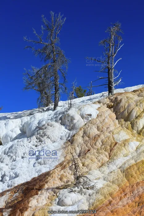 : Travertine Formations - Mammoth Hot Springs Yellowstone : Travertine Formations - Mammoth Hot Springs Yellowstone