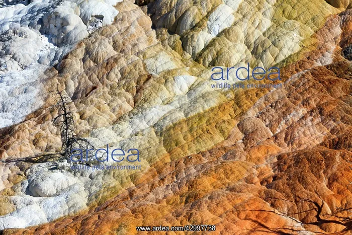 : Travertine Formations - Mammoth Hot Springs Yellowstone : Travertine Formations - Mammoth Hot Springs Yellowstone