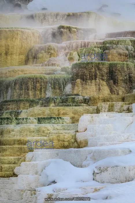 : Travertine pools of Mammoth Hot Springs in Yellowstone : Travertine pools of Mammoth Hot Springs in Yellowstone